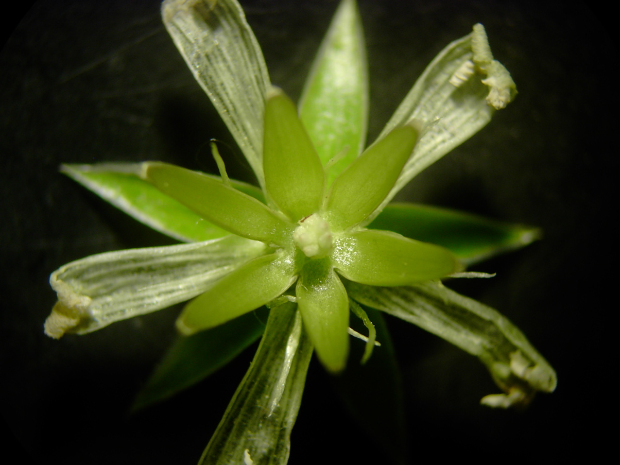 Stellaria holostea (mit geöffneter Klausenfrucht)