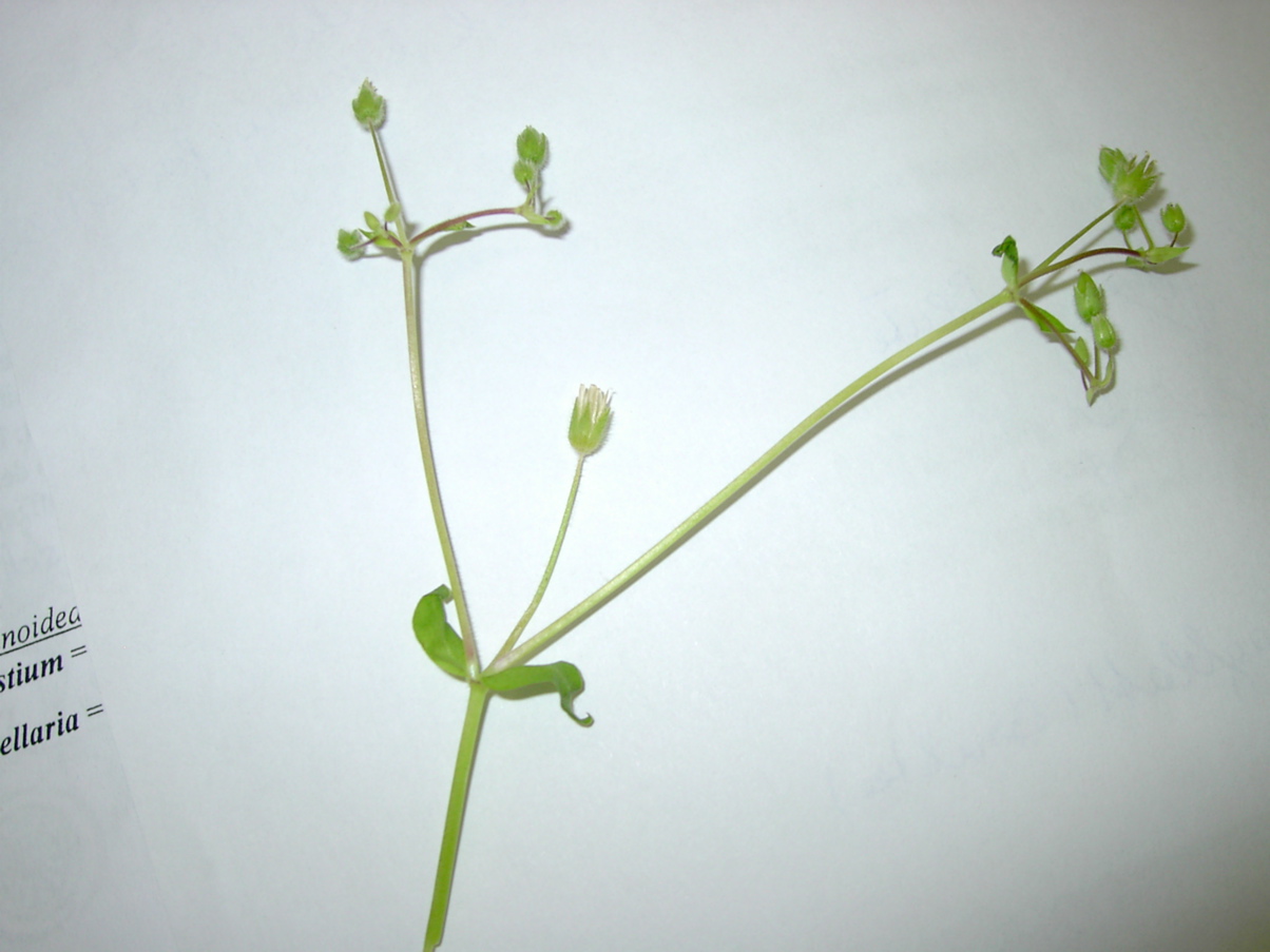 Stellaria media