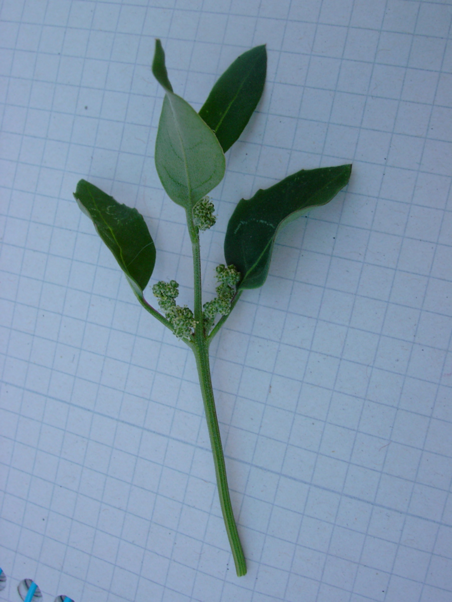 Chaenopodium alba