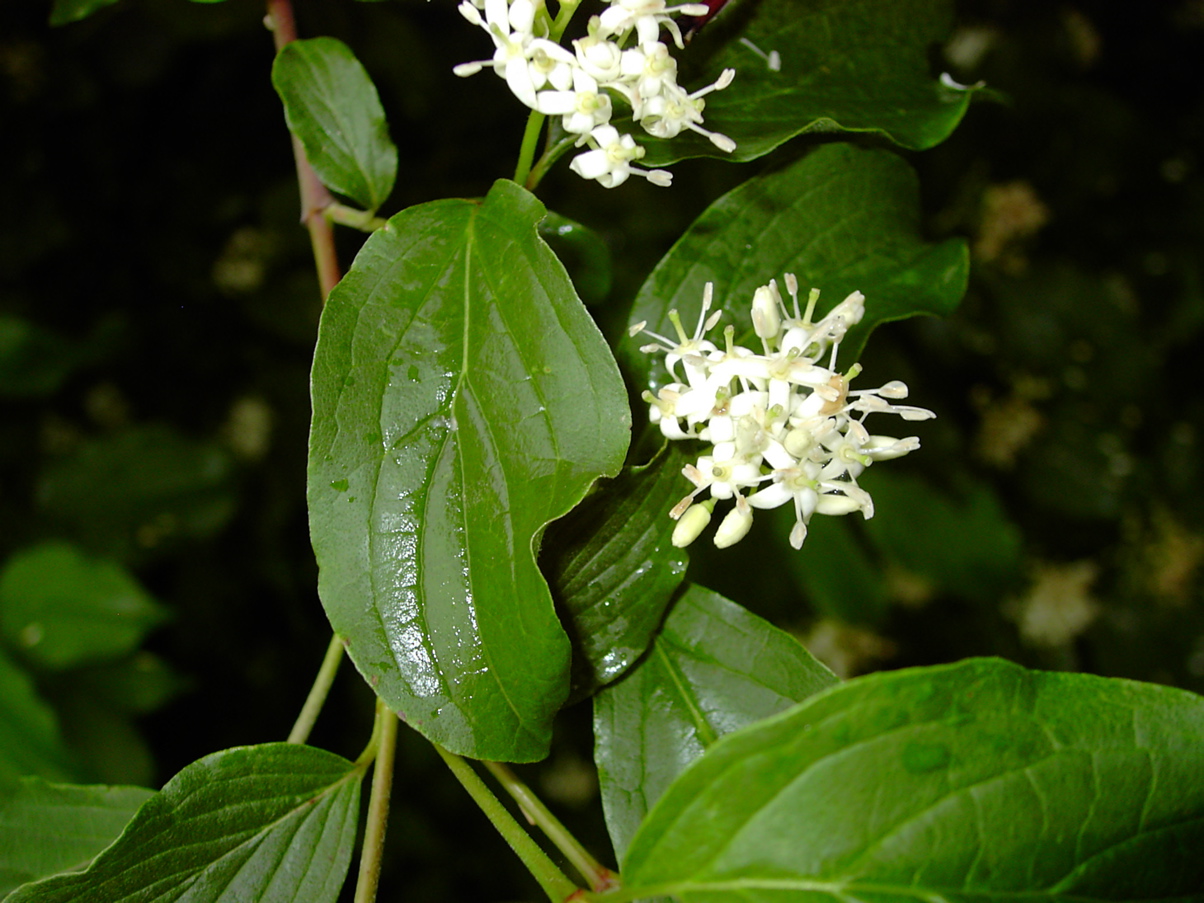 Cornus sanguinea 2