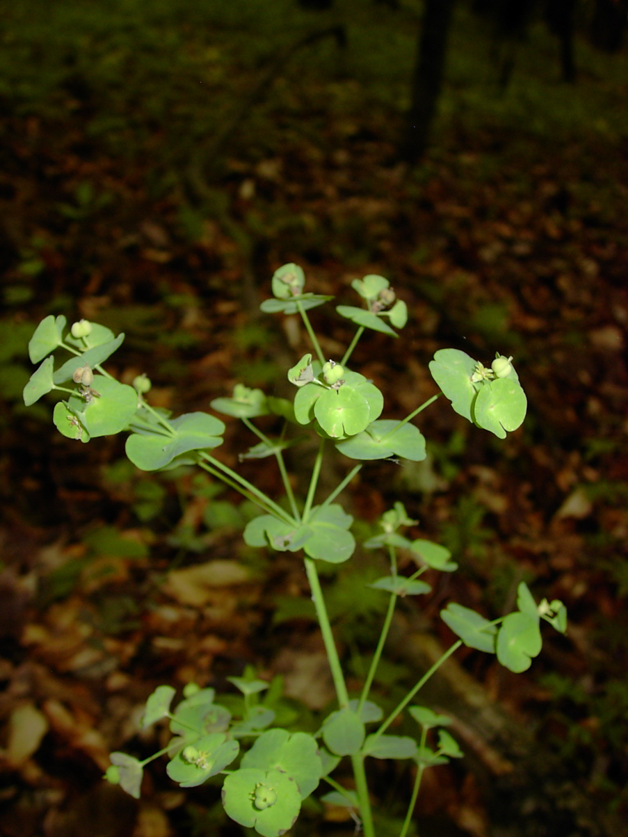 Euphorbia amygdaloides 1
