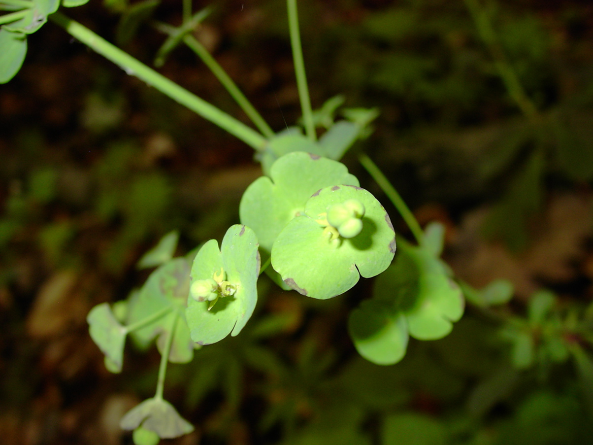 Euphorbia amygdaloides 2