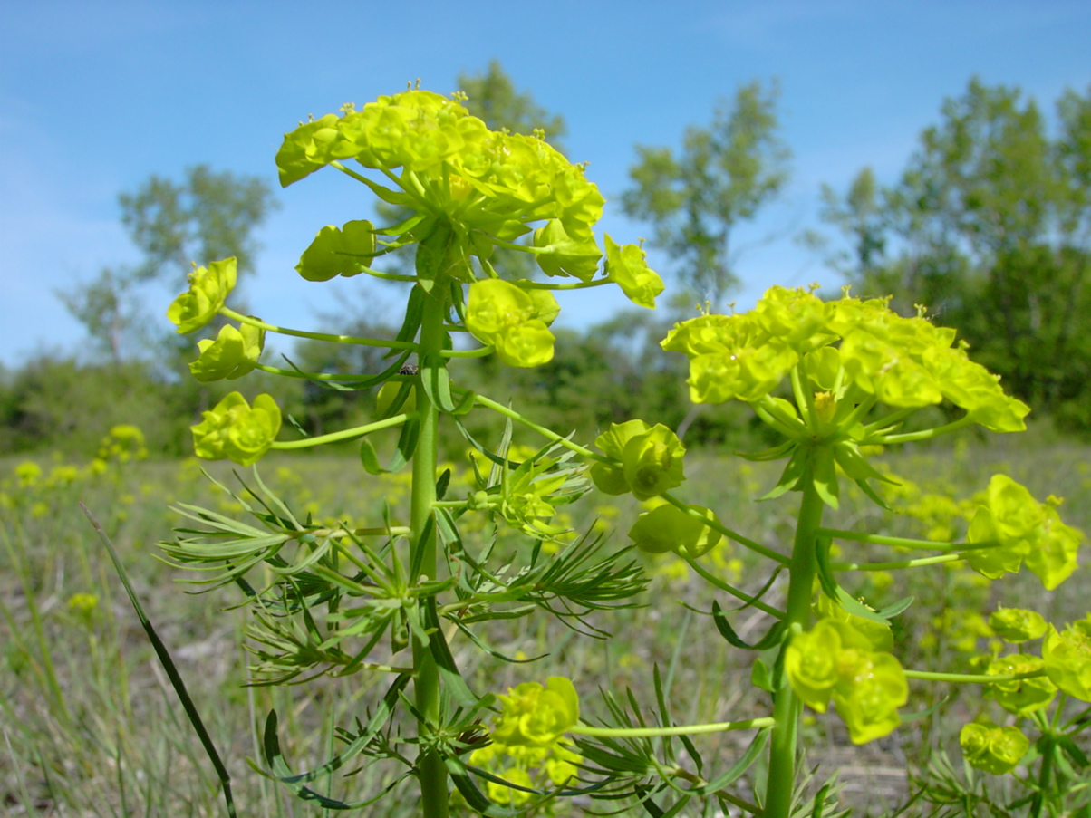 Euphorbia cyparissias 1