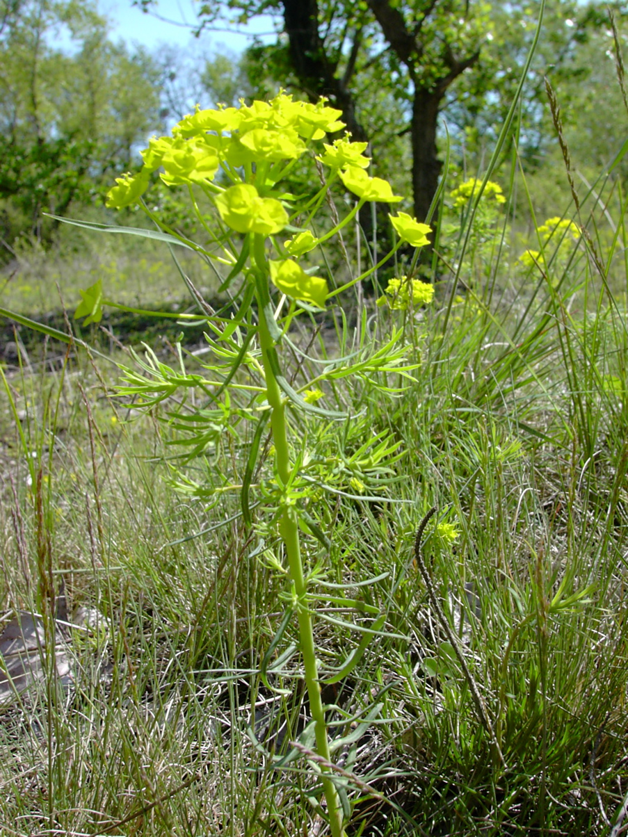 Euphorbia cyparissias 2