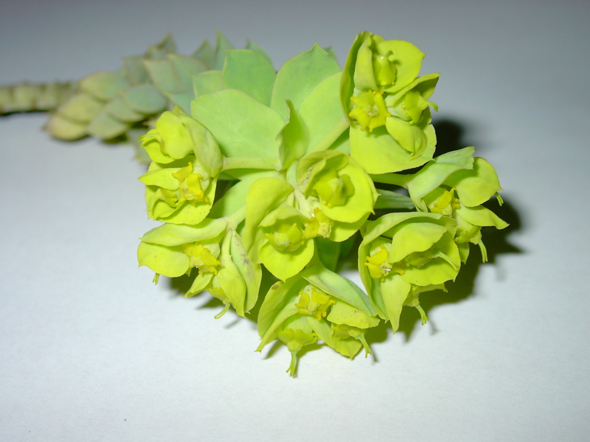 Euphorbia myrsinites - Infloreszenz