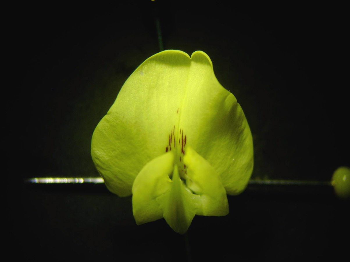 Laburnum angyroides - Blüte