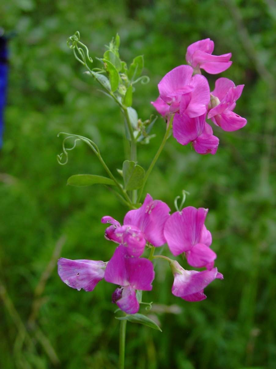 Lathyrus tuberosus