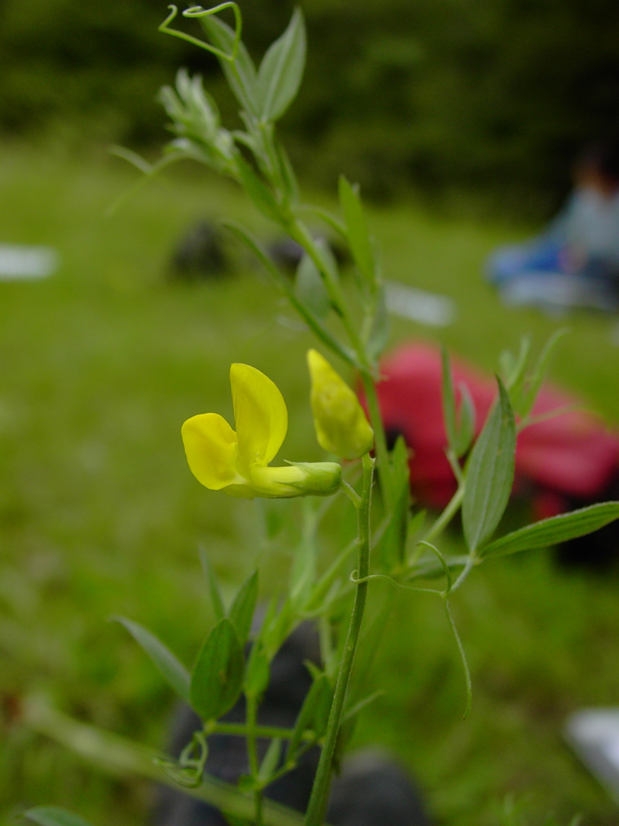 Lotus corniculatus 2
