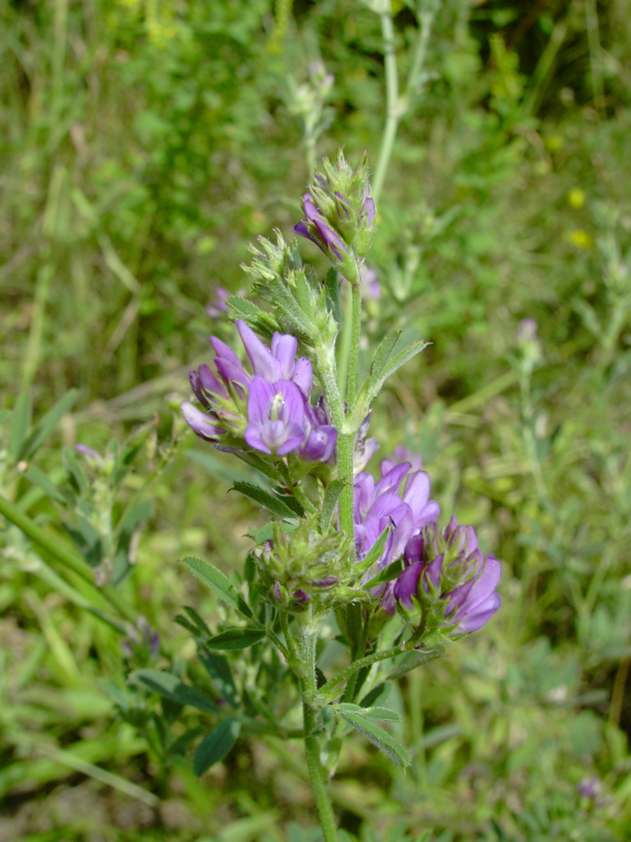 Medicago varia
