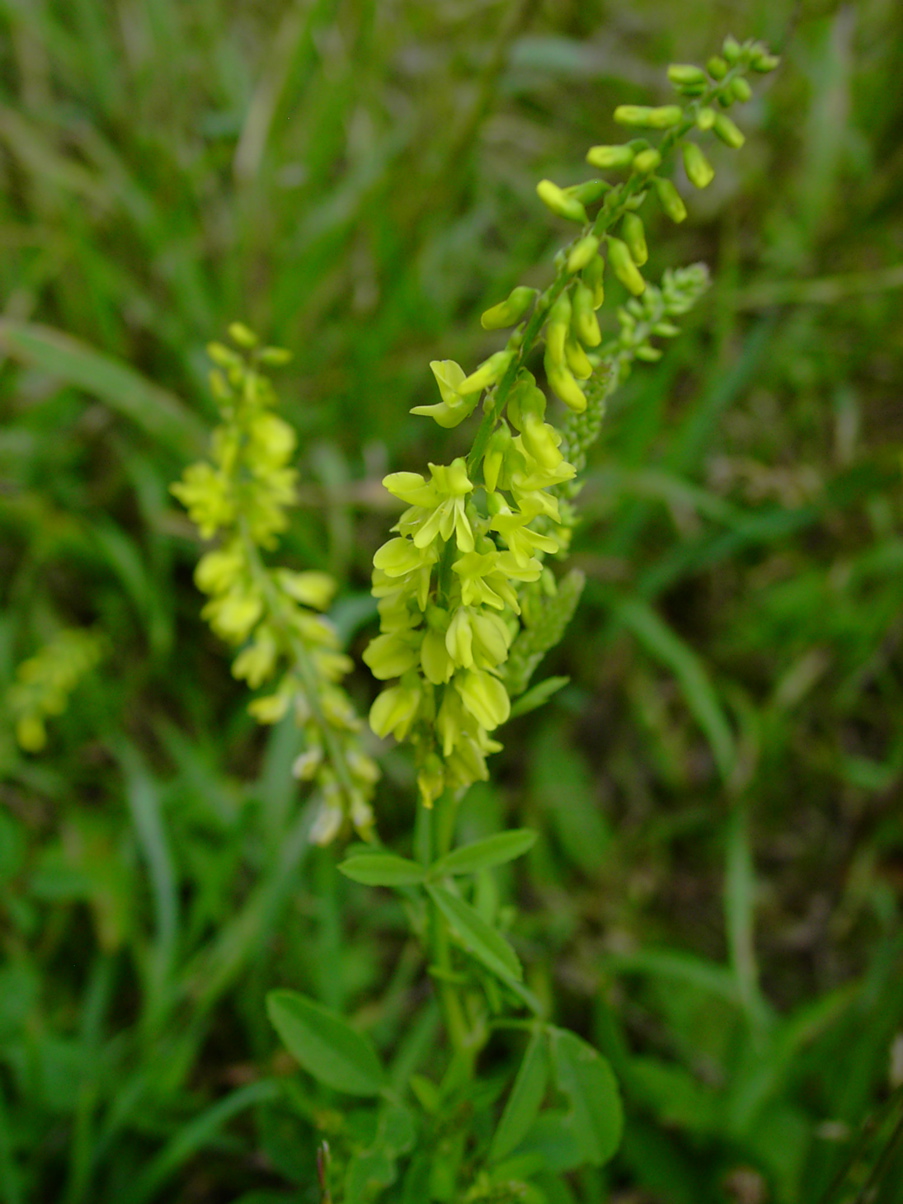 Melilotus oficinalis