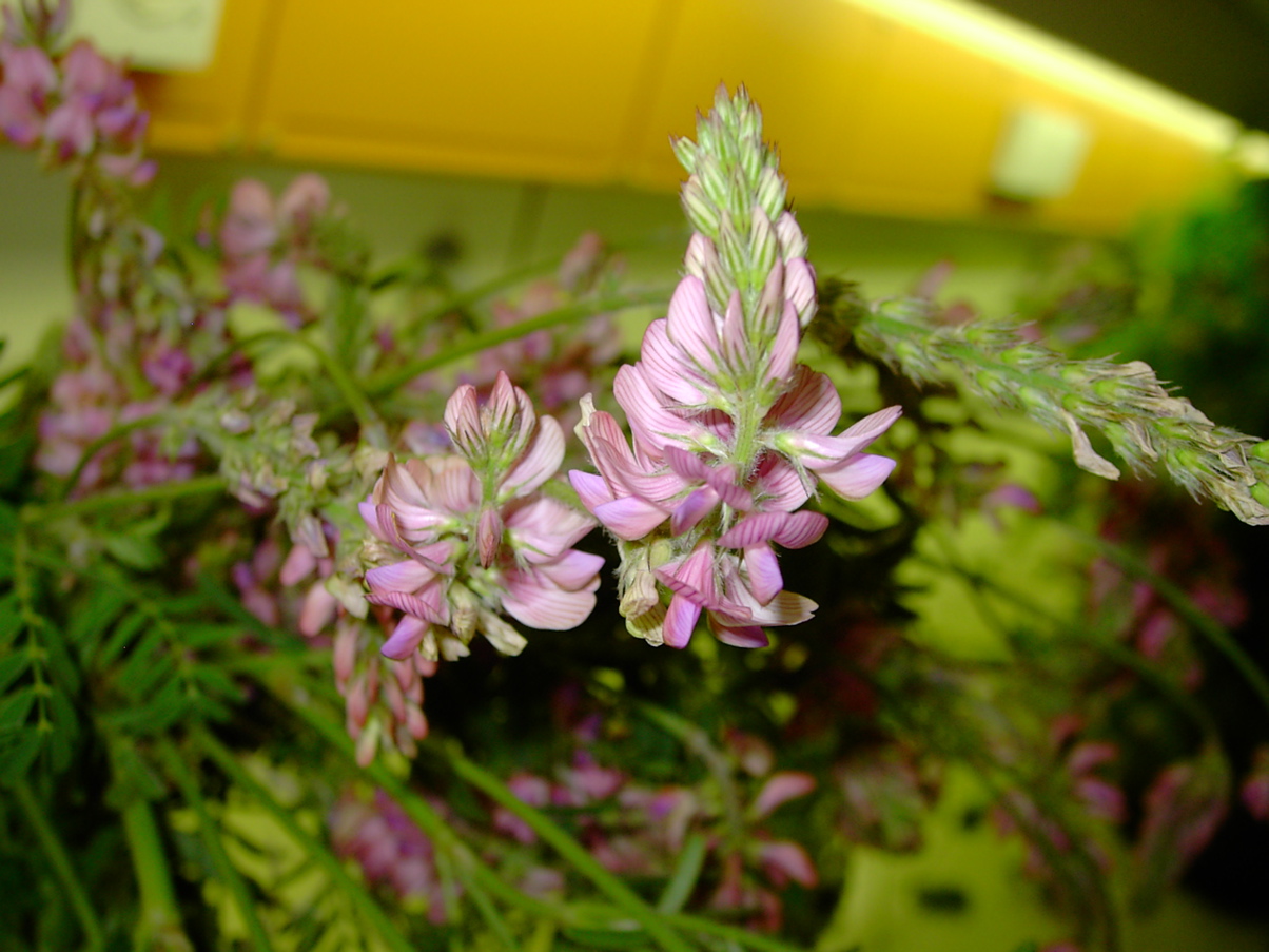Onobrychis viciifolia