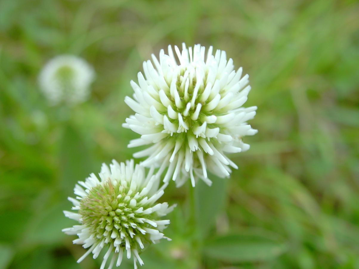 Trifolium montanum