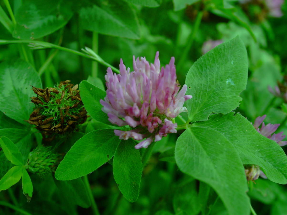 Trifolium pratense