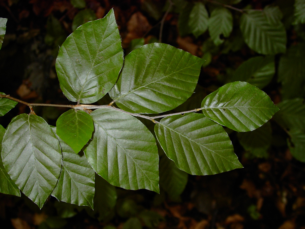 Fagus sylvatica