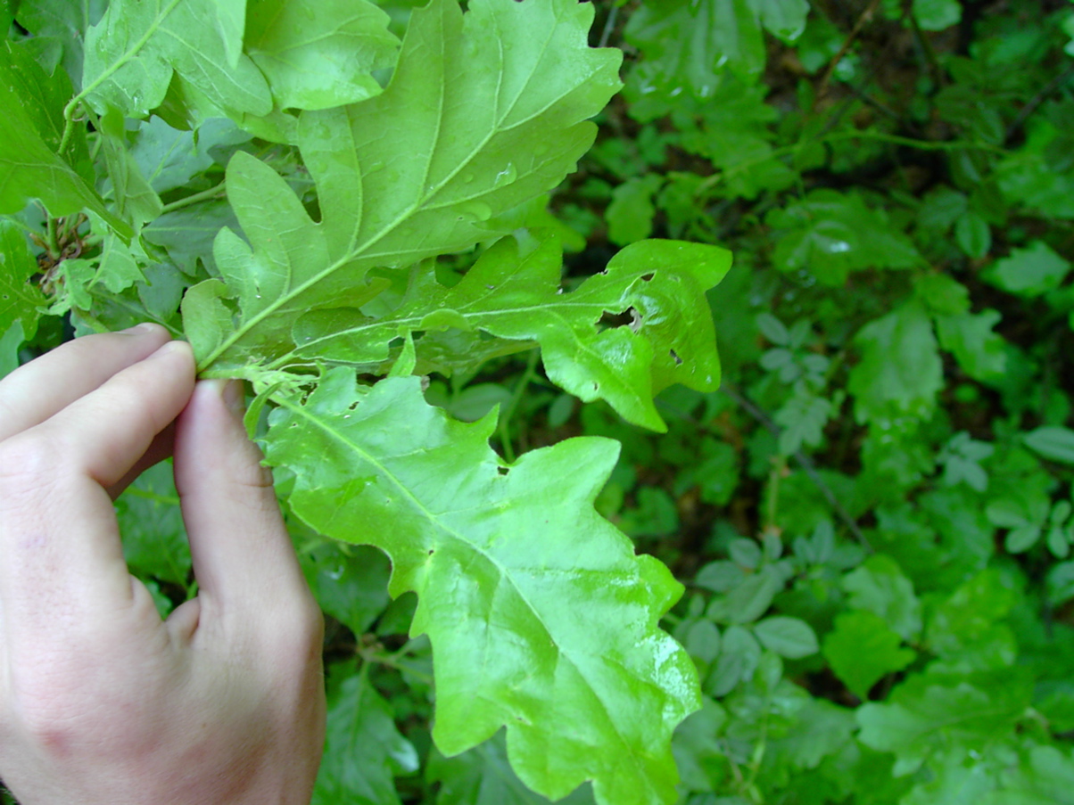 Quercus cerris - Laubblatt