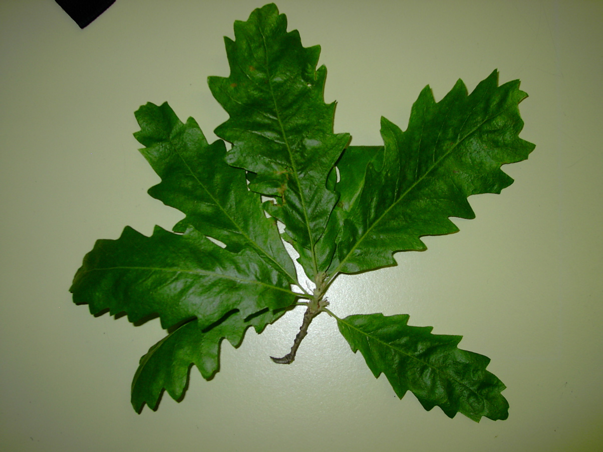 Quercus cerris