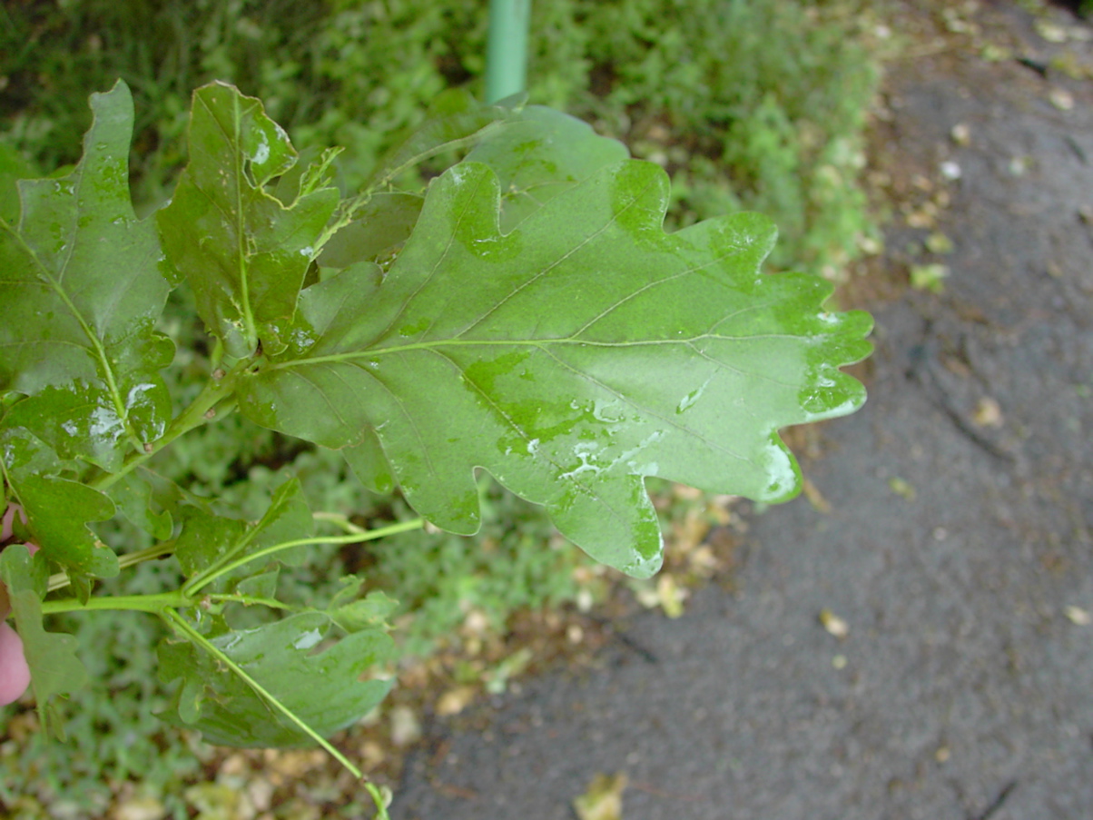 Quercus robur