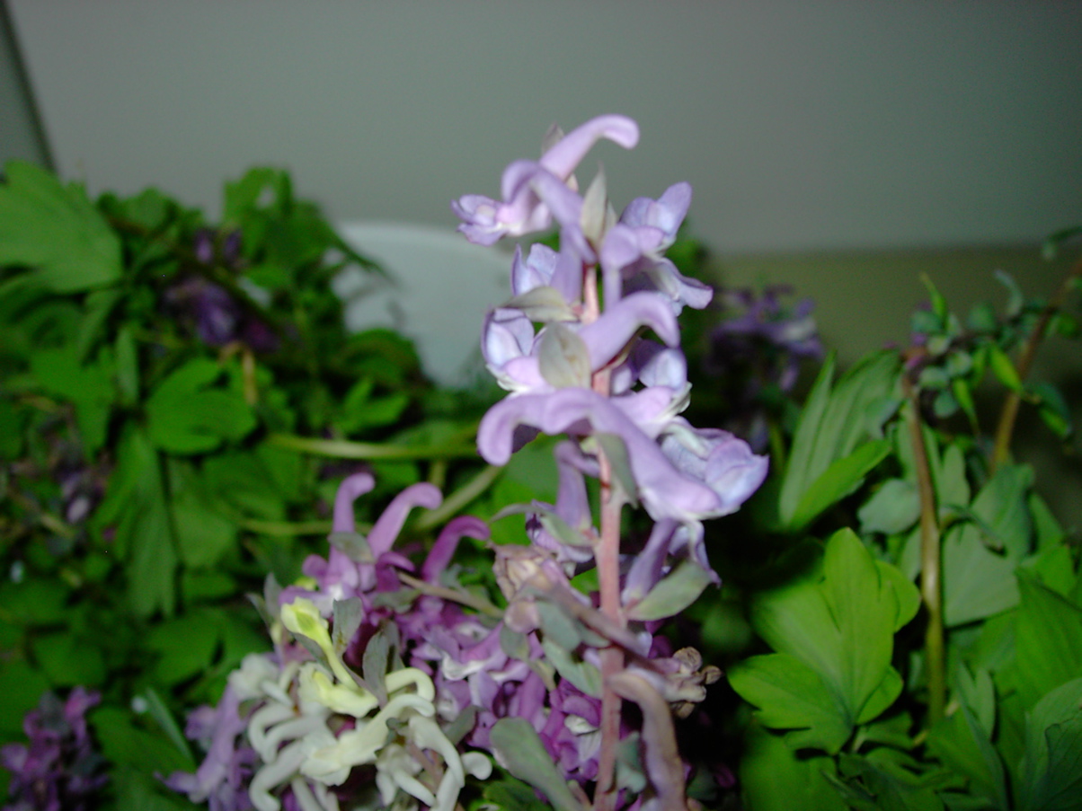 Corydalis