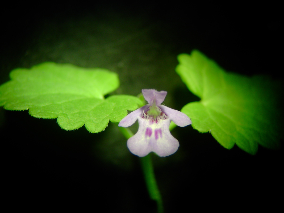 Glechoma hederacea - Blüte