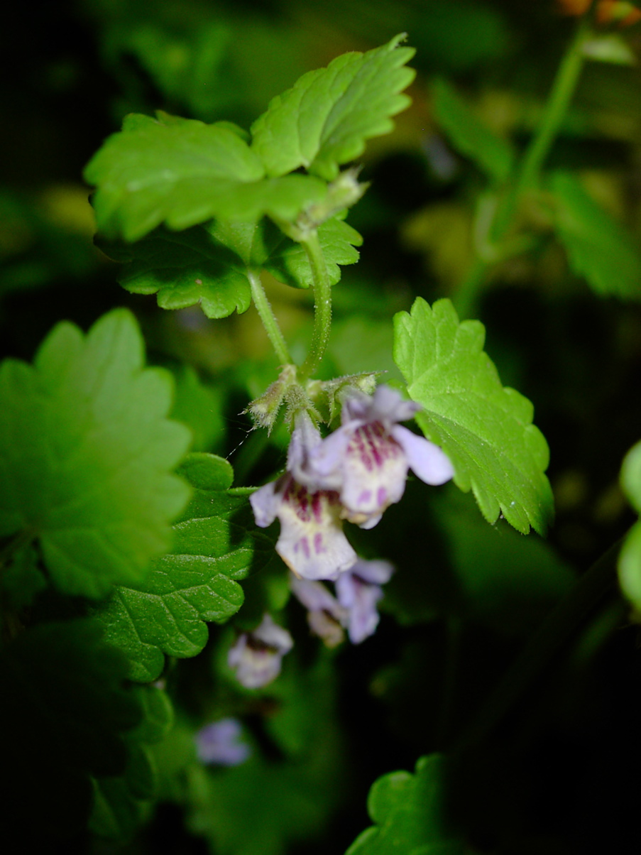 Glechoma hederacea