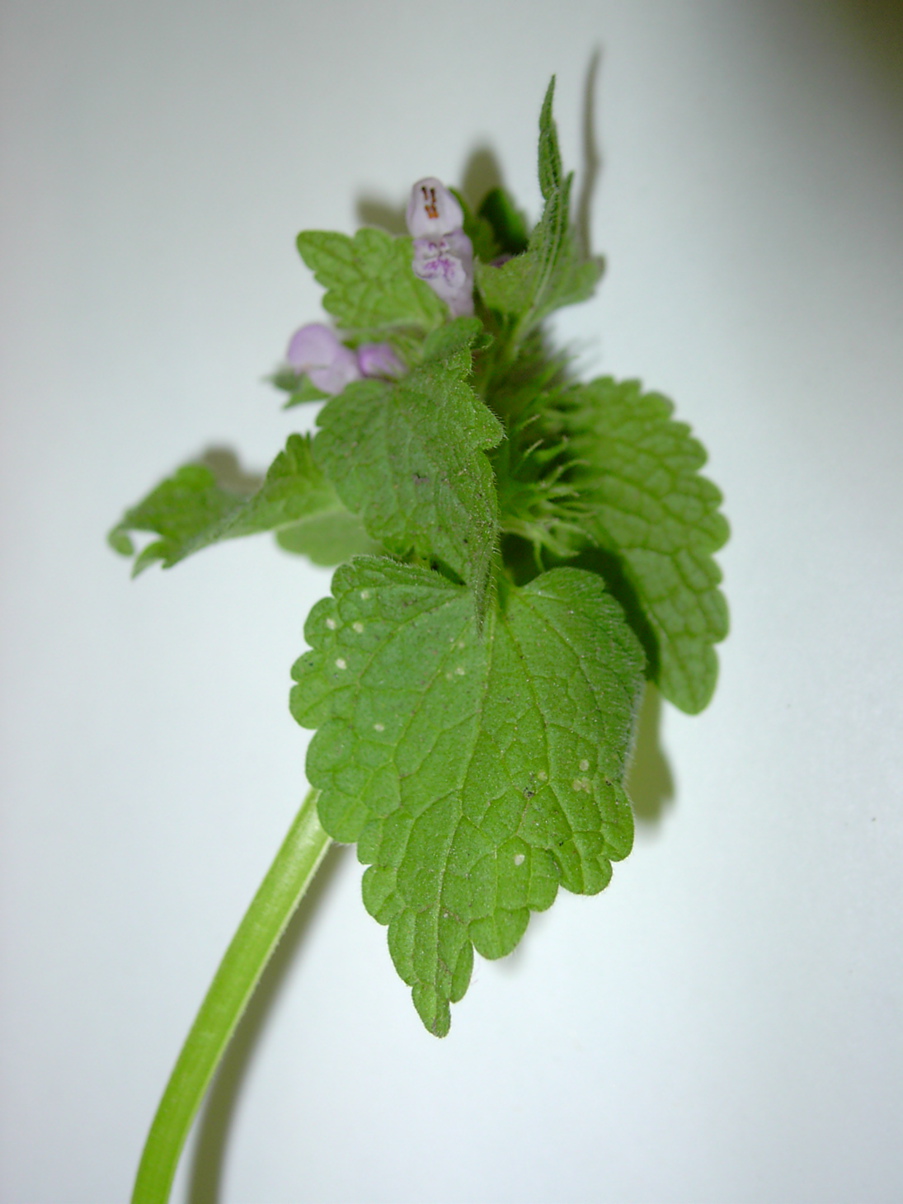 Lamium purpureum 2
