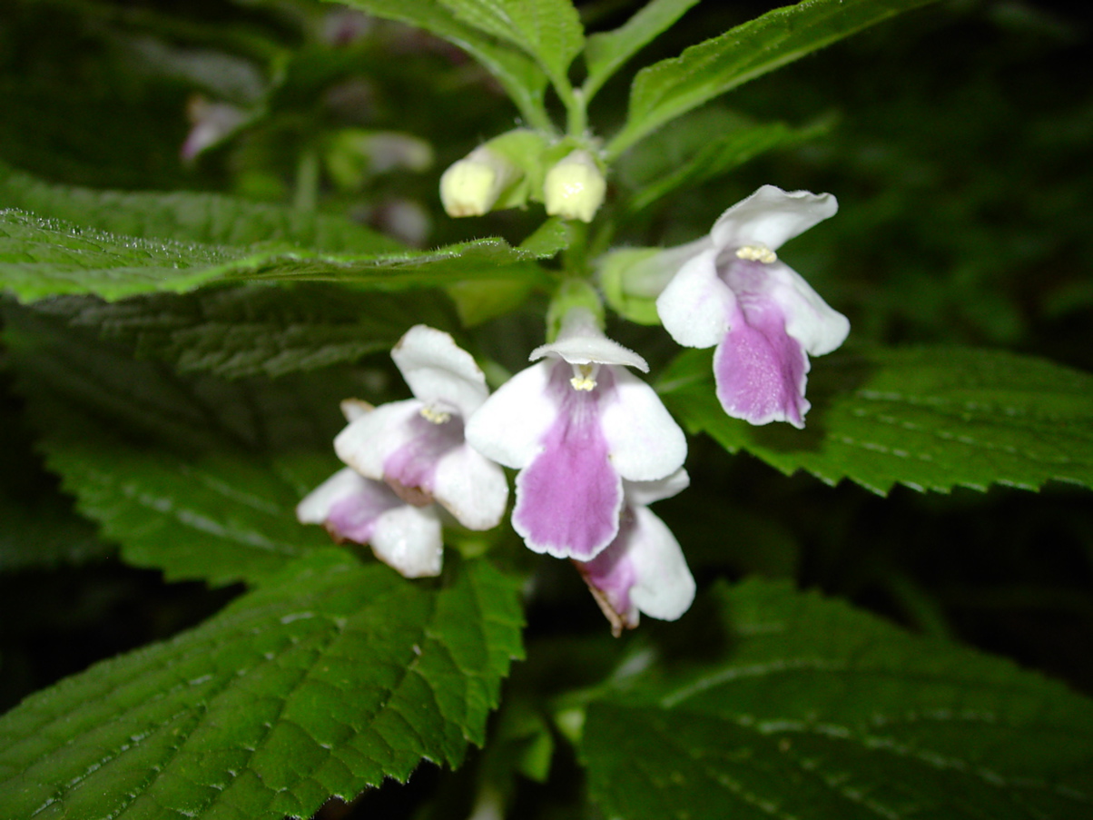 Melittis melissophyllum