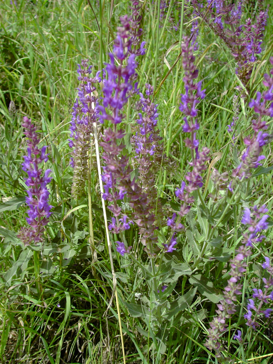 Salvia nemorosa