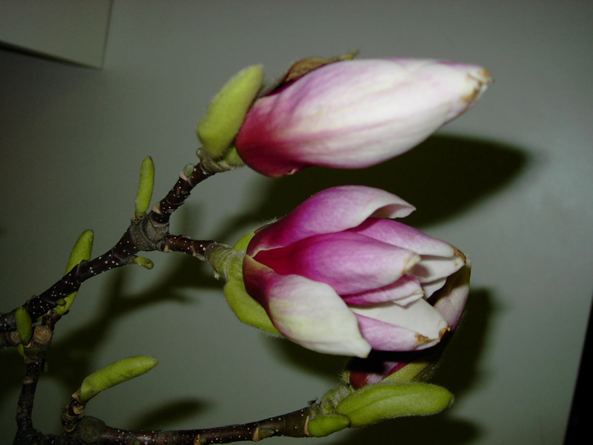 Magnolia sp