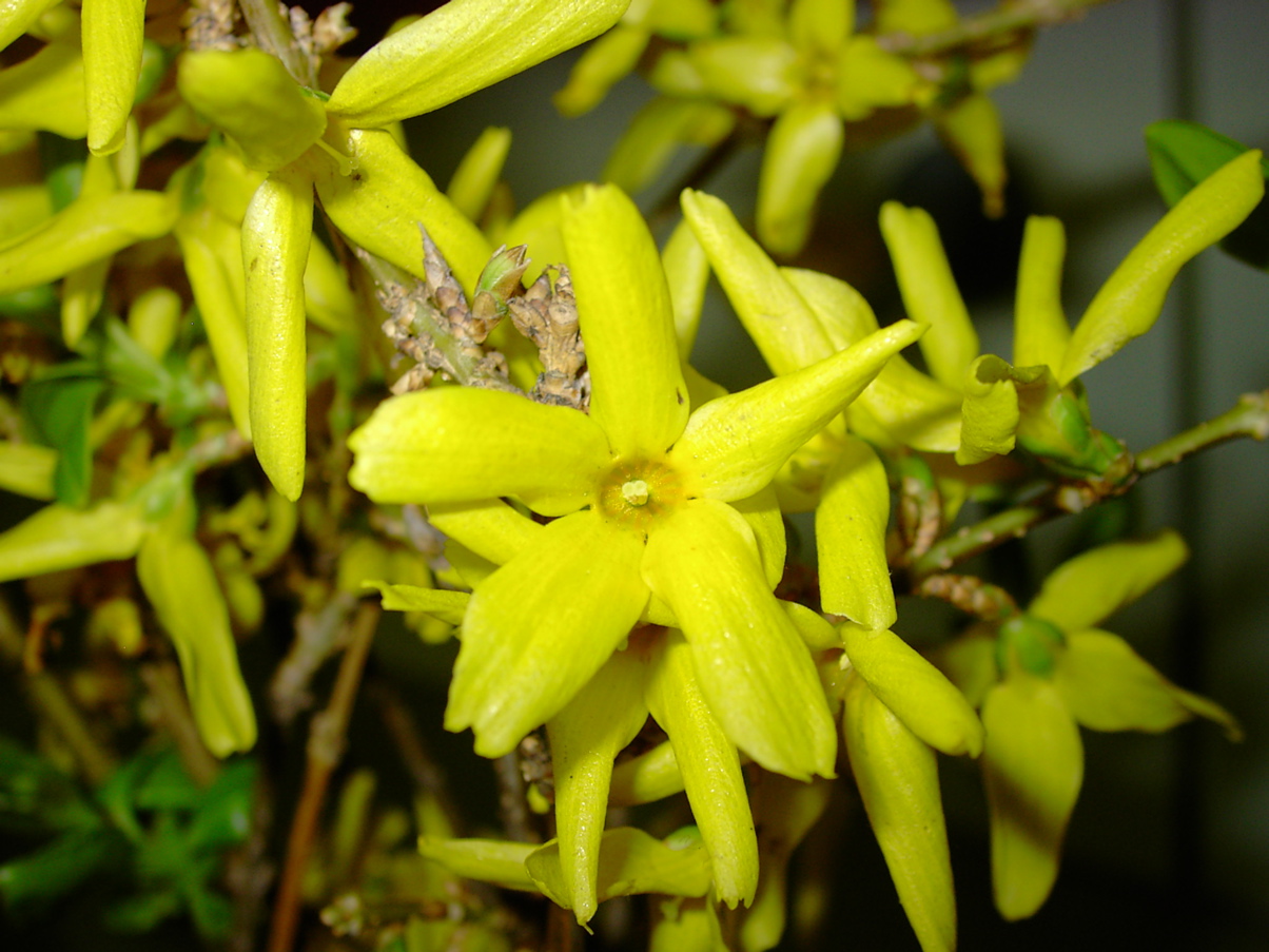 Forsythia 1