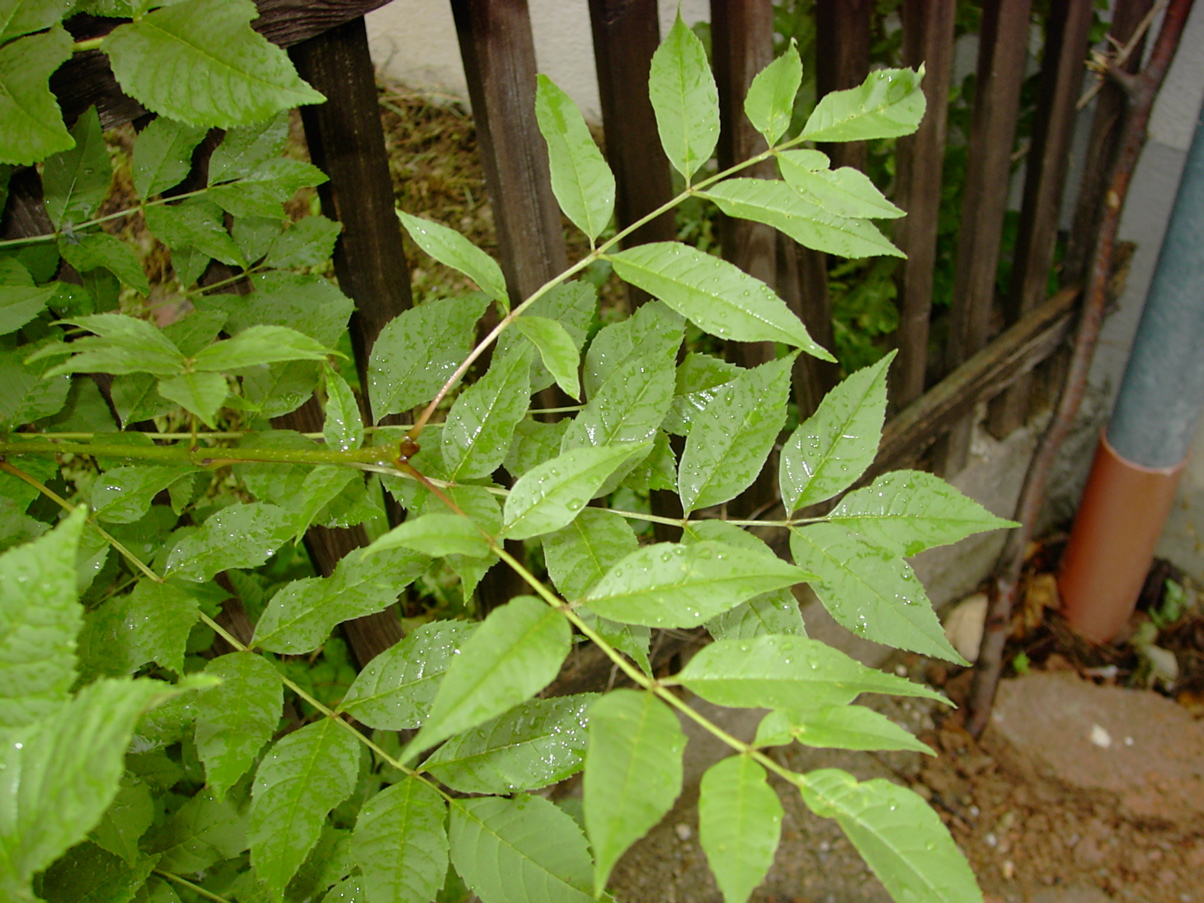 Fraxinus excelsior 2