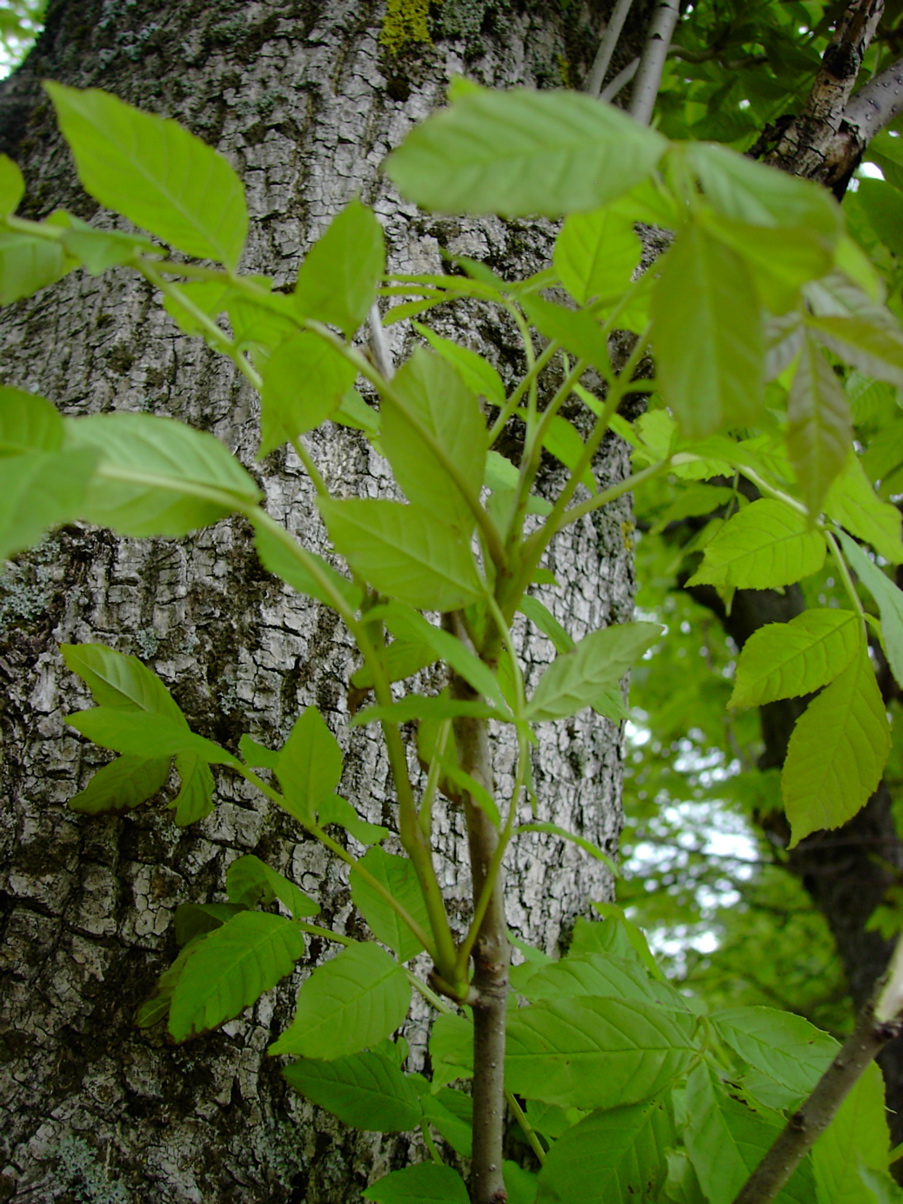 Fraxinus Excelsior
