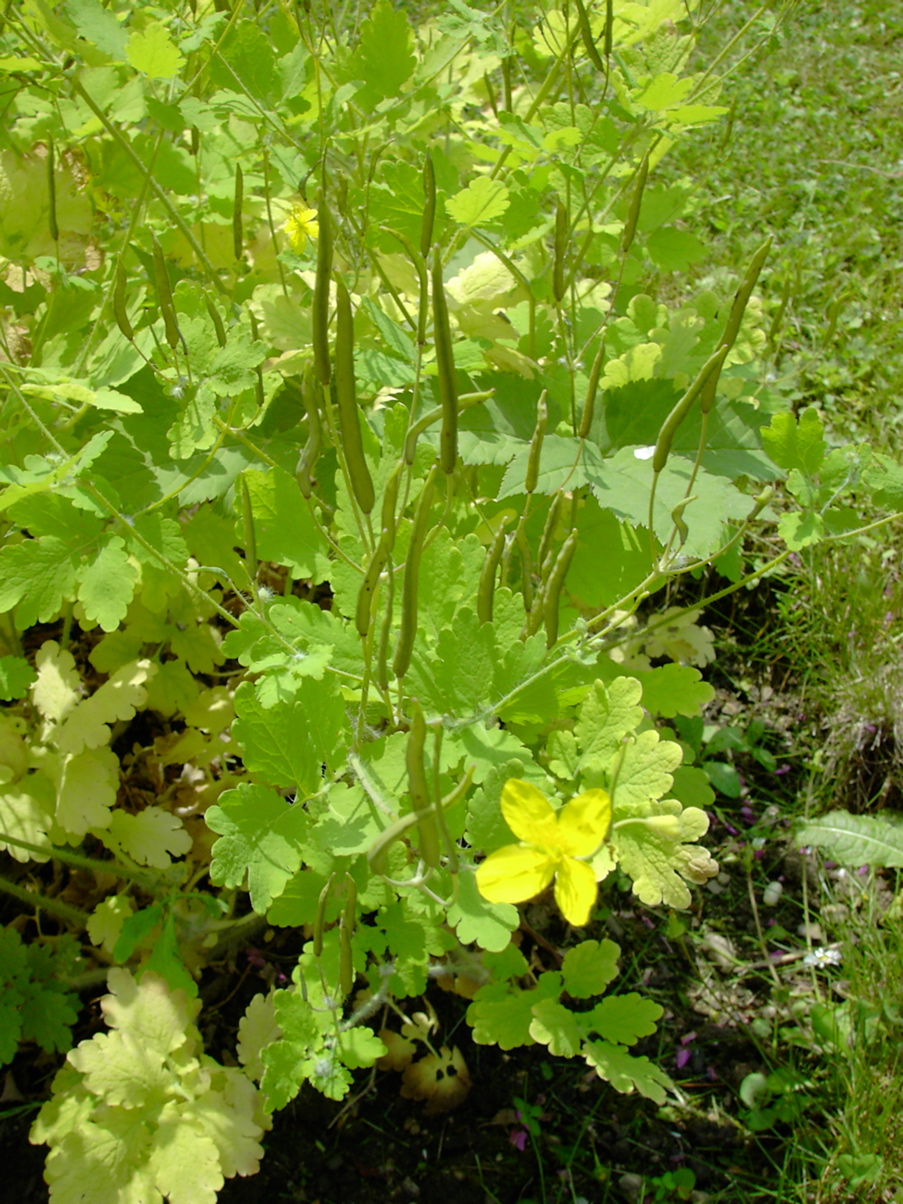 Chelidonium majus 2