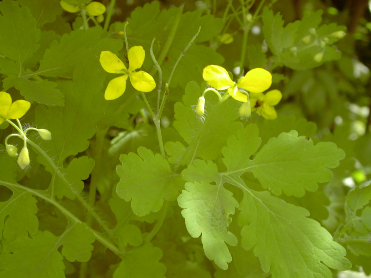 Chelidonium majus