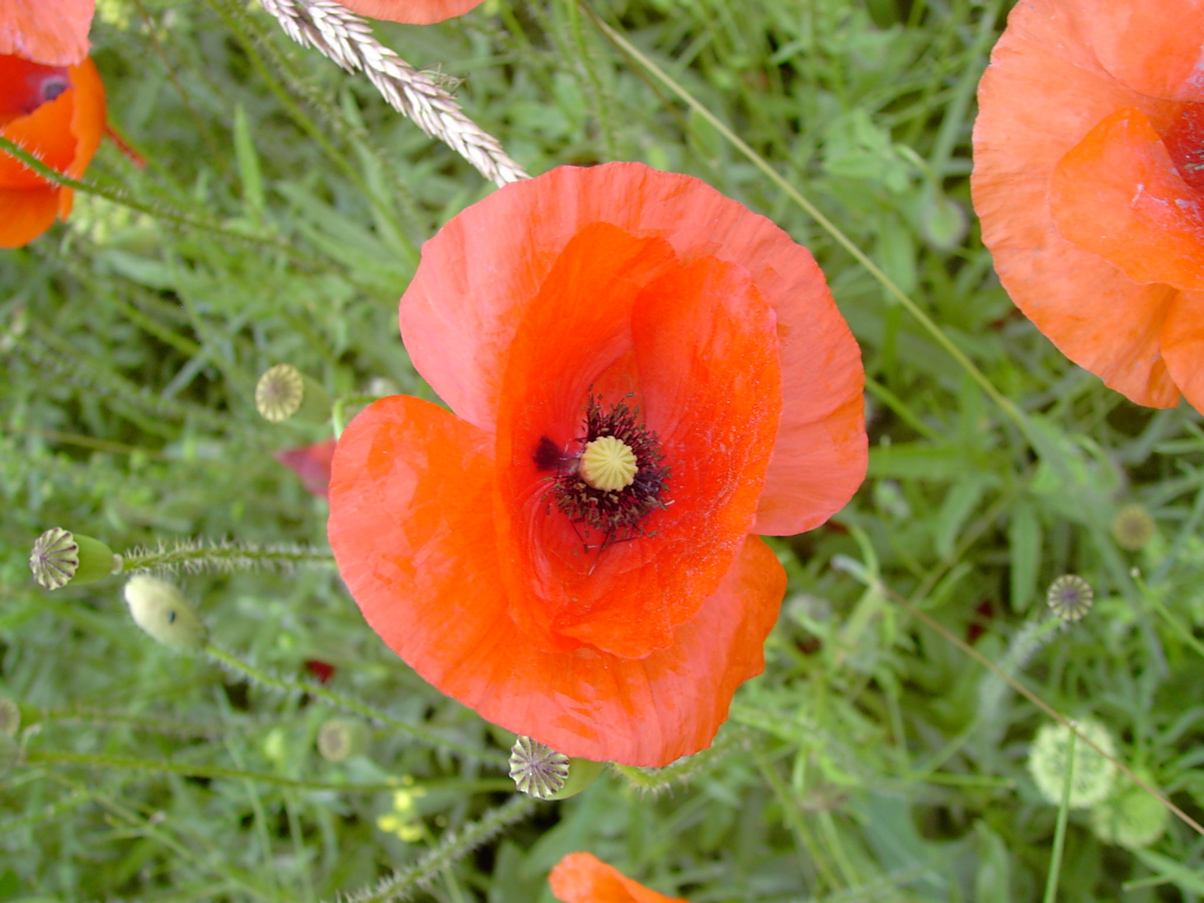 Papaver rhoeas