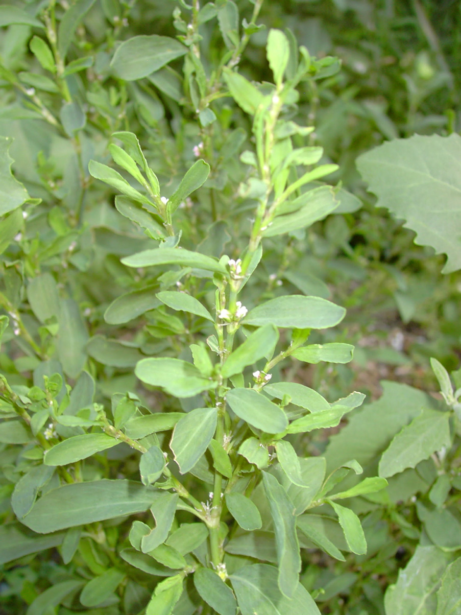 Polygonum aviculare 2