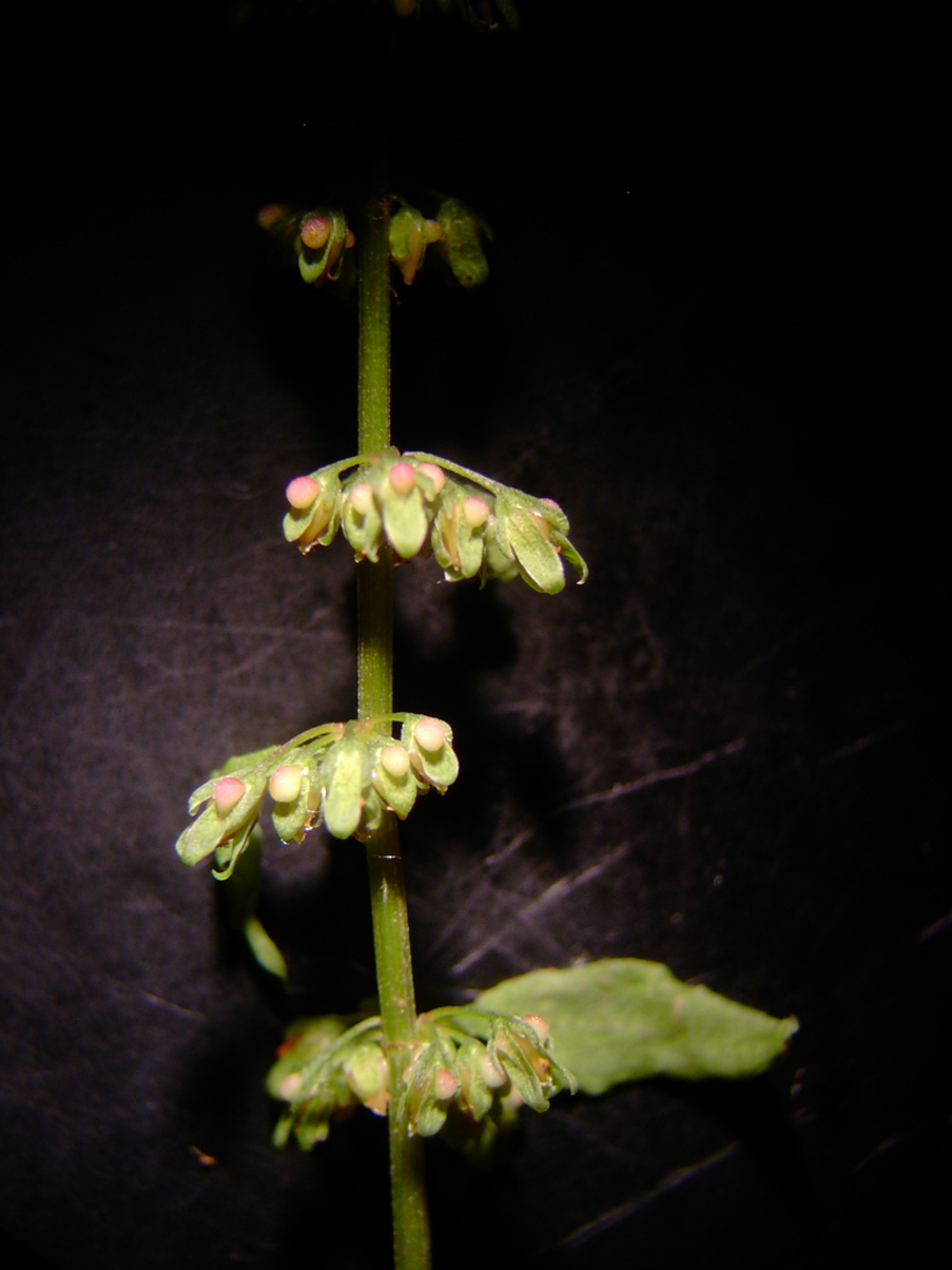 Rumex sanguineus