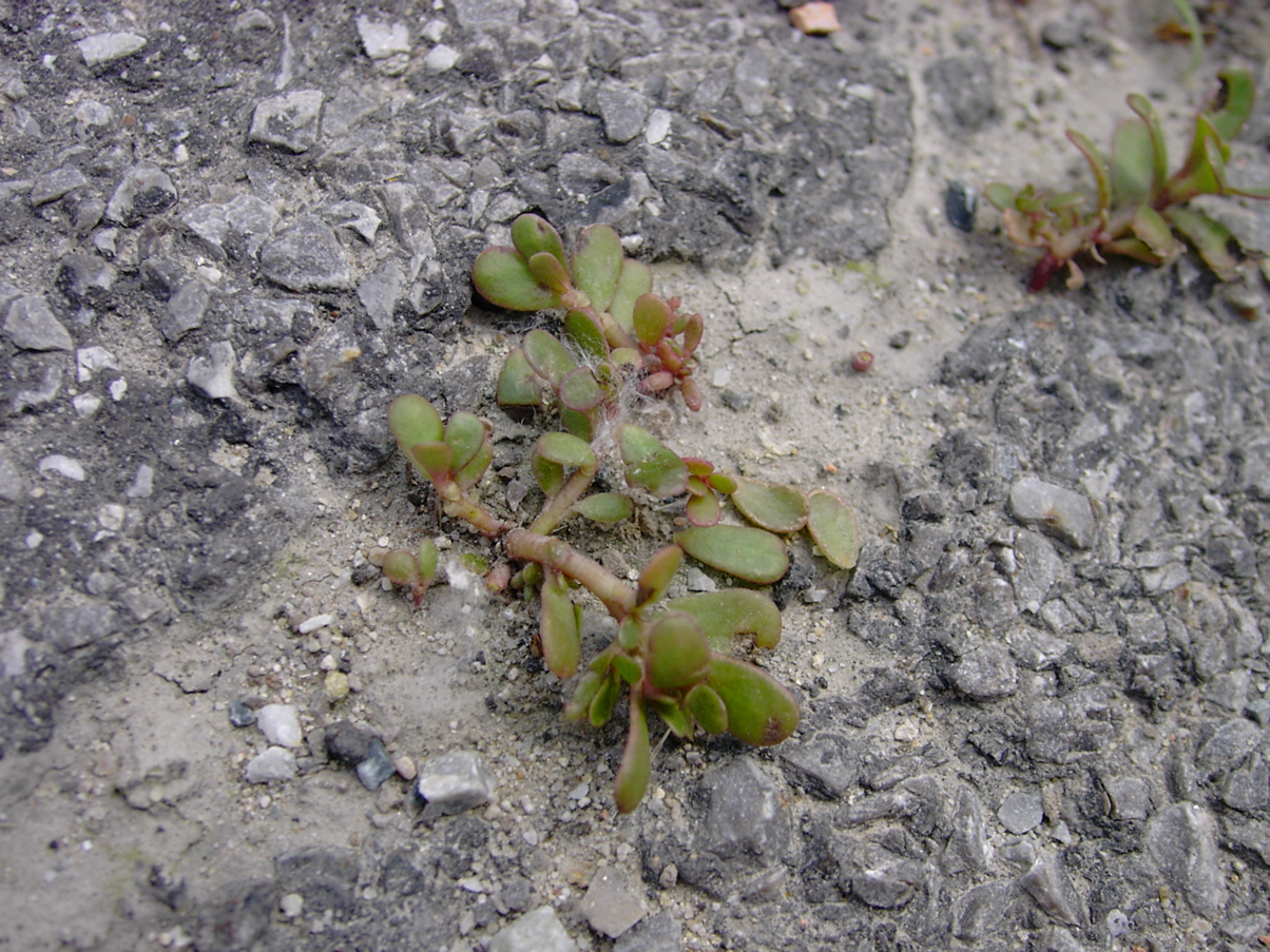 Portulaca oleracea