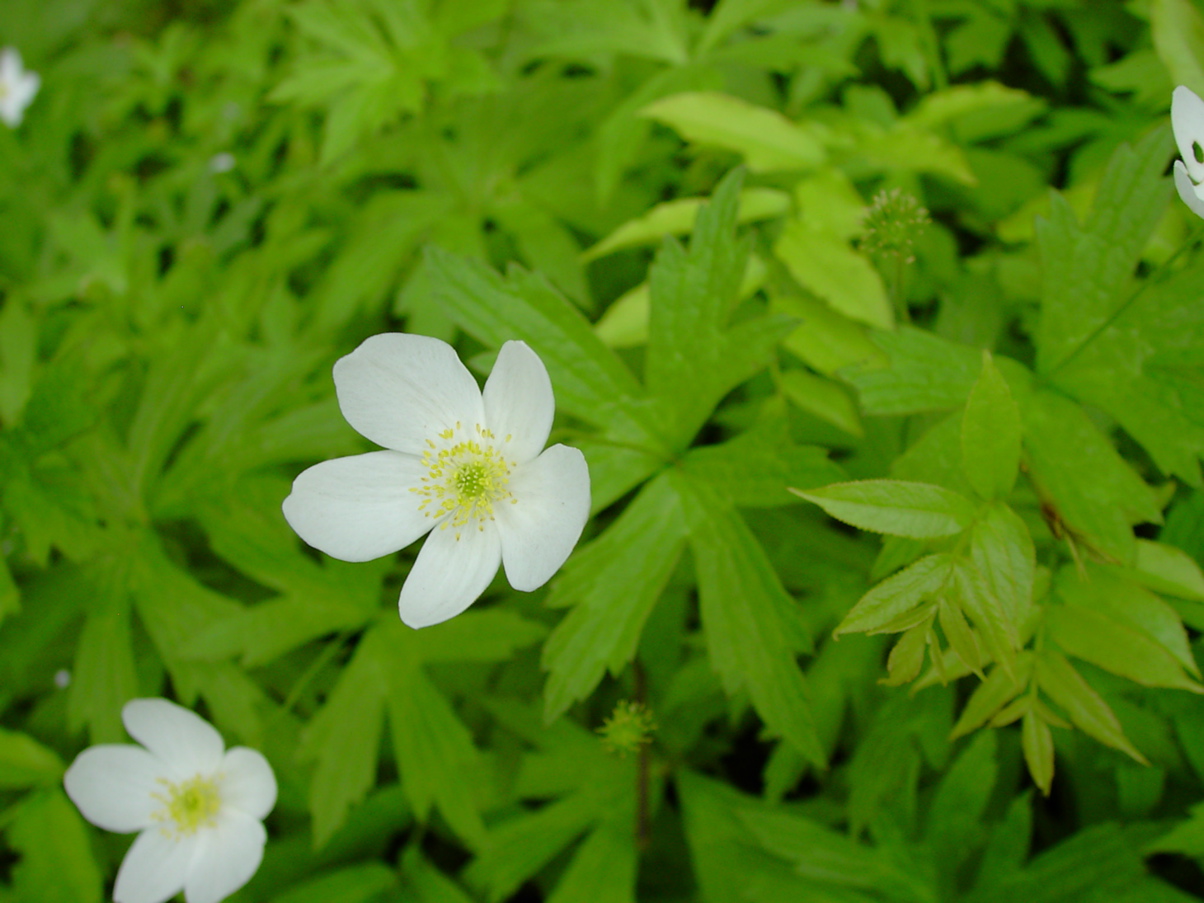 Anemonae canadensis
