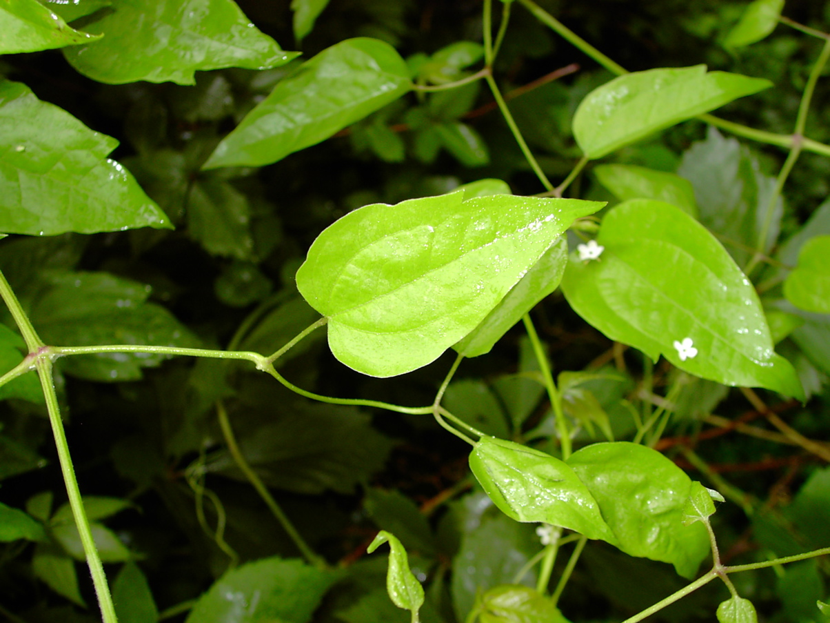 Clematis vitalba 2