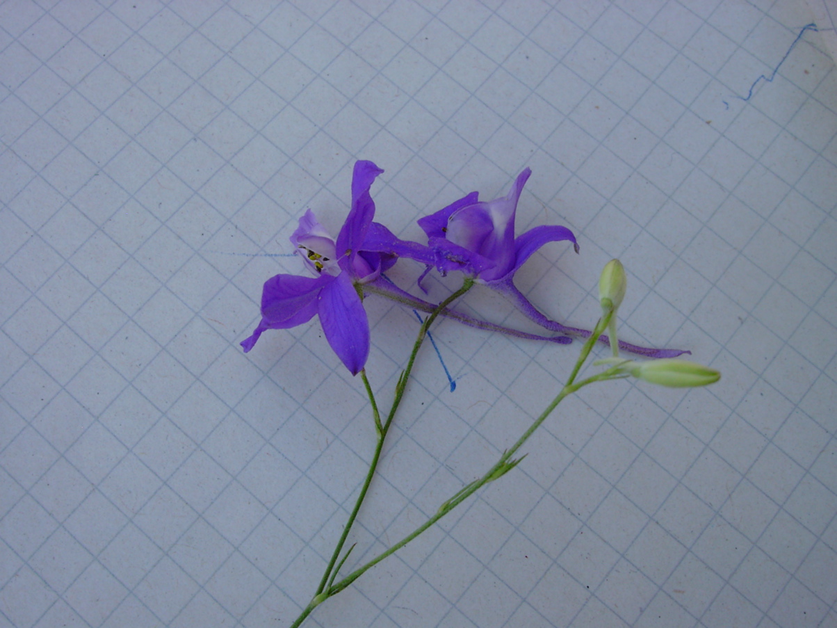 Consolida regalis 1