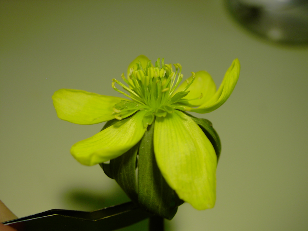 Eranthis hyemalis