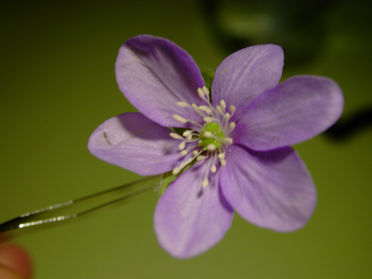 Hepatica nobilis 1