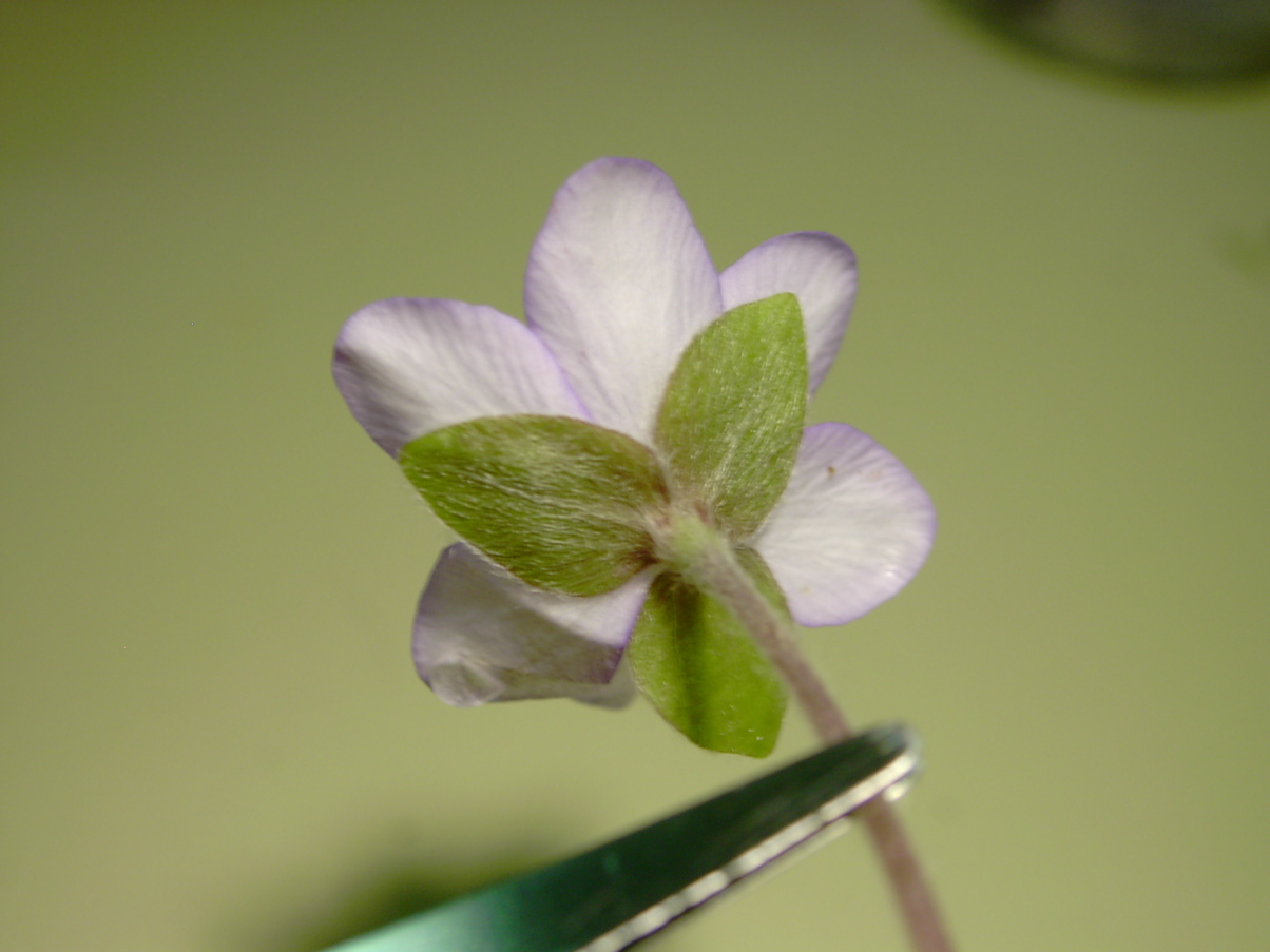 Hepatica nobilis 2