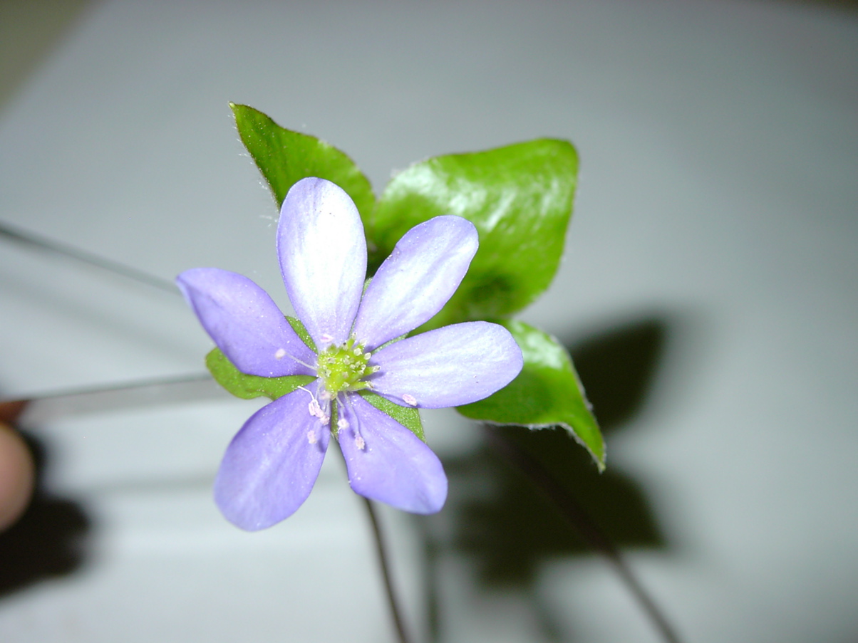 Hepatica nobilis