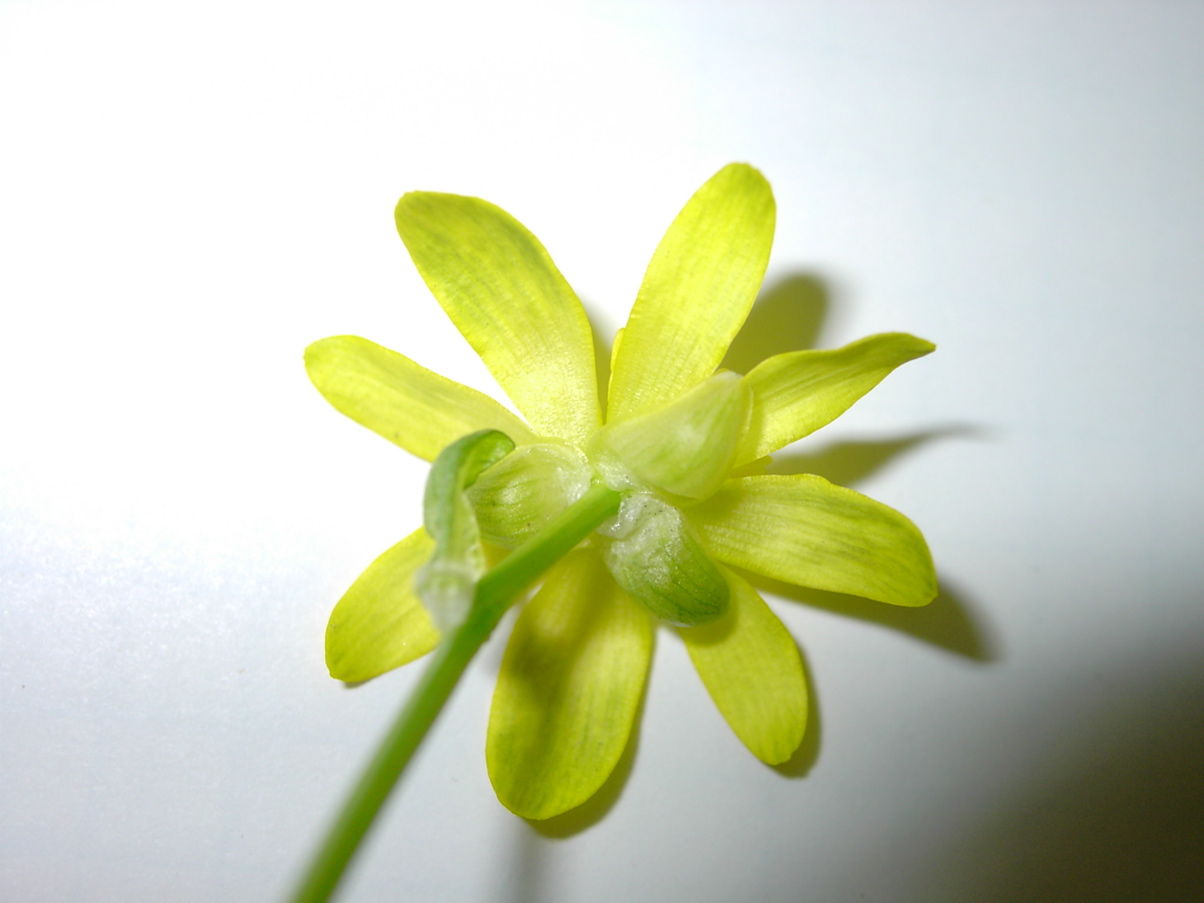 Ranunculus ficaria - Blüte unten