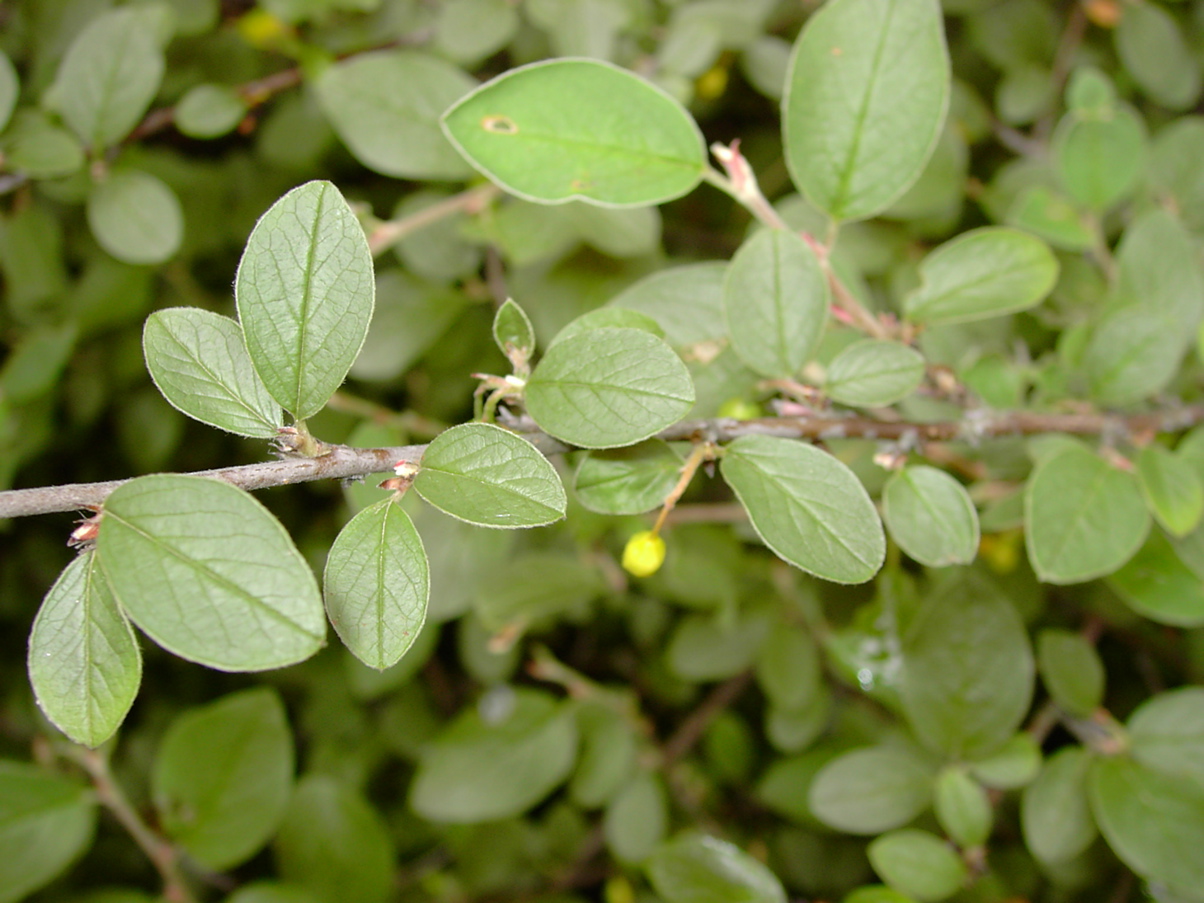 Cotoneaster integerrimus