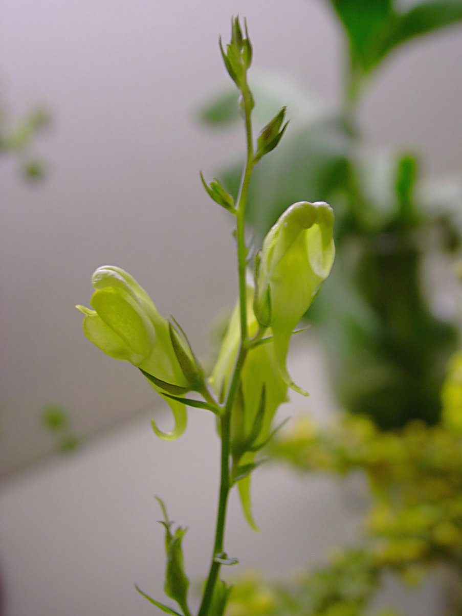 Linaria genistifolia