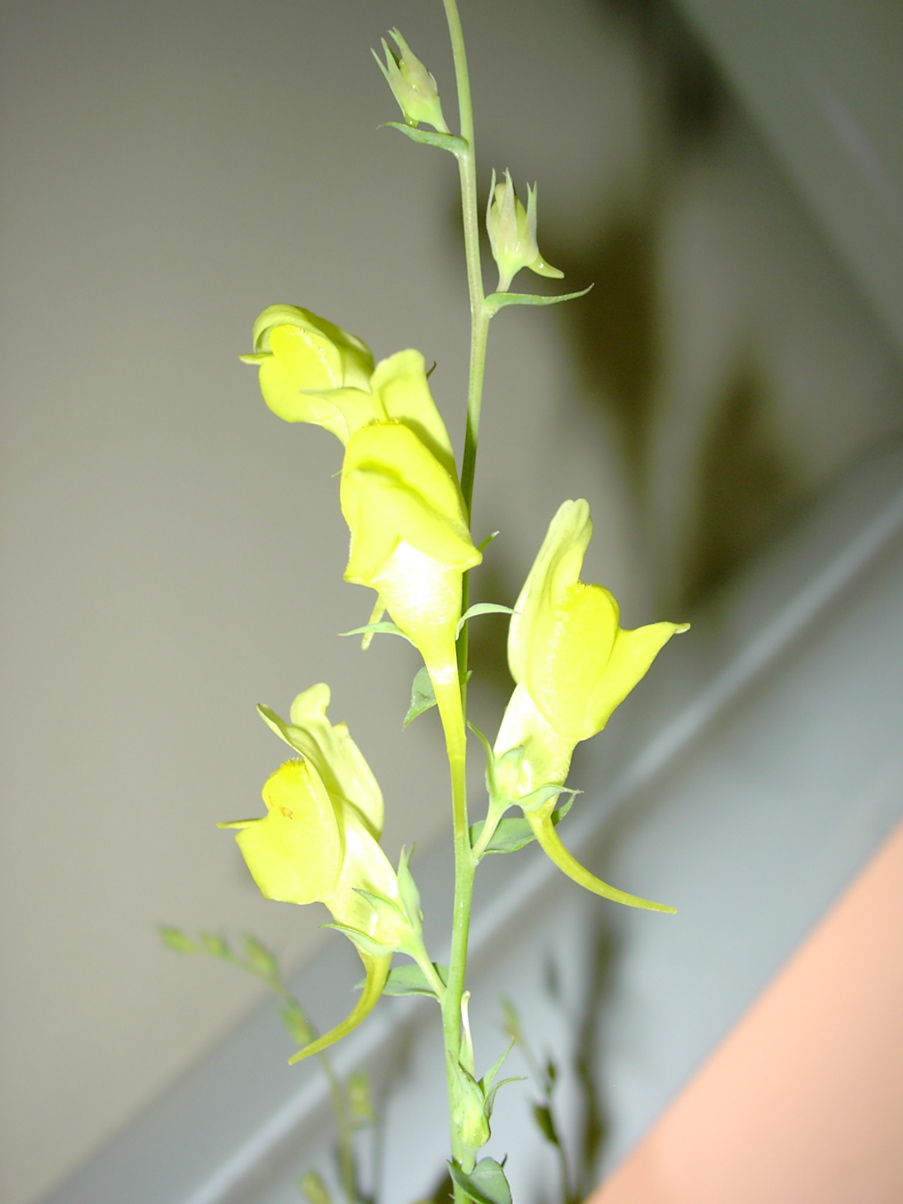 Linaria sp