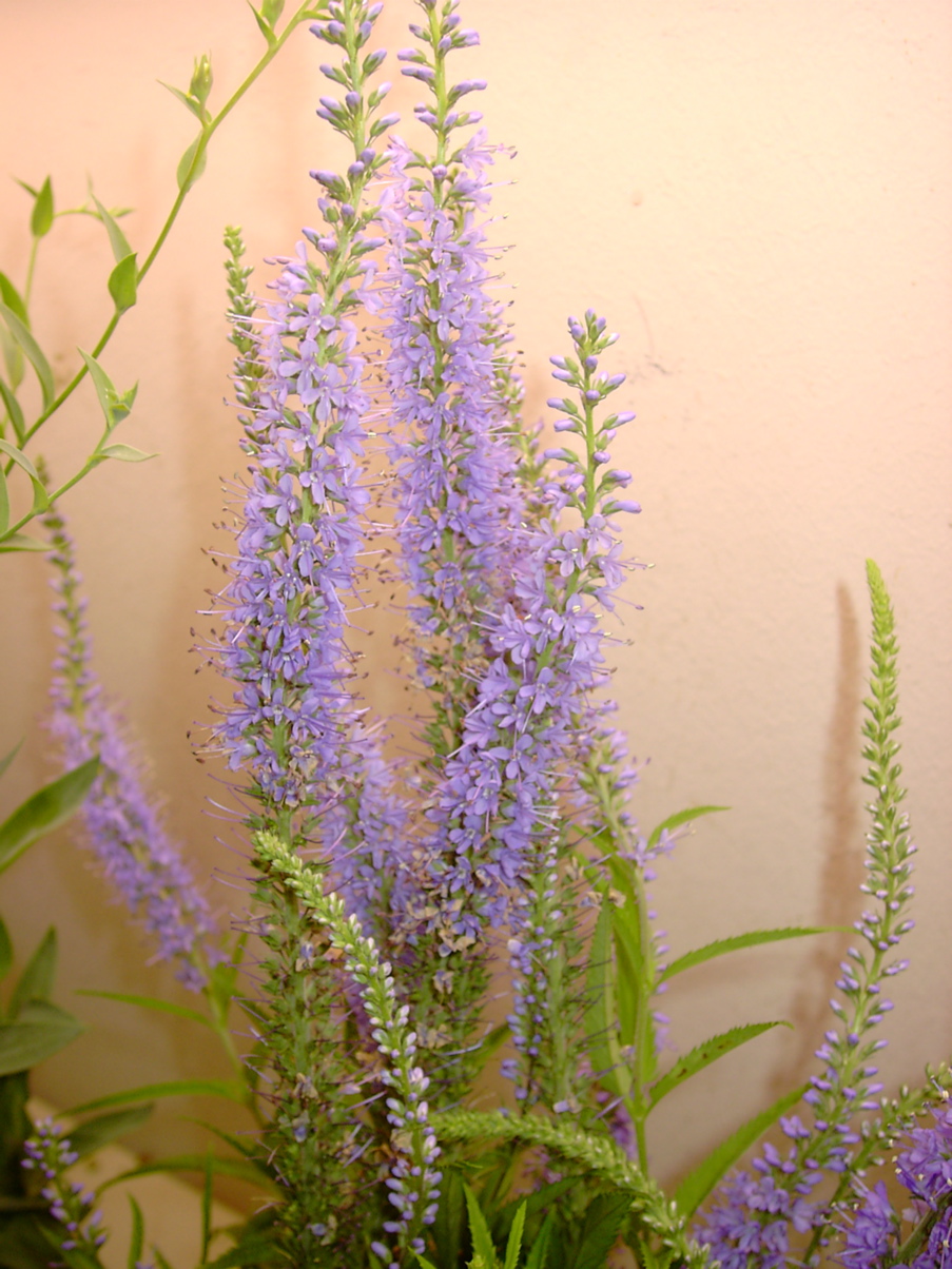 Pseudolysimachion sp 1