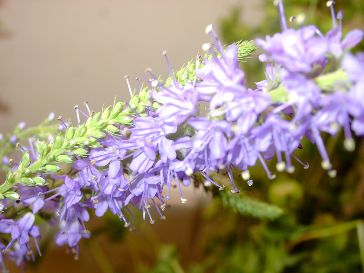 Pseudolysimachion sp 2